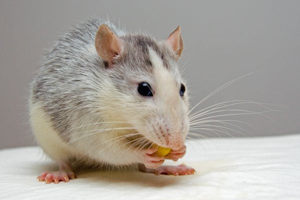 Rodent Removal