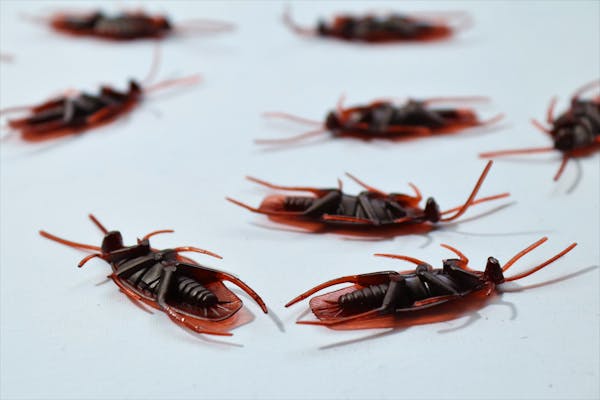 Bed Bug Treatment