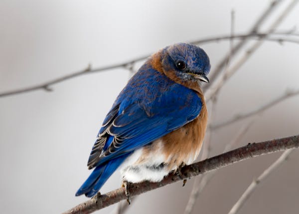 Wildlife Removal